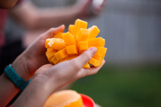 fresh mango in a child's hands in the back yard