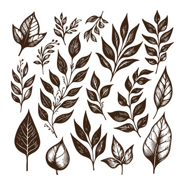 Naklejki High-quality vintage leaf illustration with intricate details, perfect for artistic and creative projects, retro-style prints, and unique digital assets