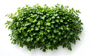 Obraz premium leaf, green, isolated, plant, nature, branch, tree, white, leaves, spring, fresh, foliage, object, herb, natural, flora, summer, macro, closeup, bright, botany, growth, beauty, environment, laurel