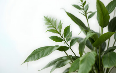 Fototapeta premium leaf, green, isolated, plant, nature, branch, tree, white, leaves, spring, fresh, foliage, object, herb, natural, flora, summer, macro, closeup, bright, botany, growth, beauty, environment, laurel