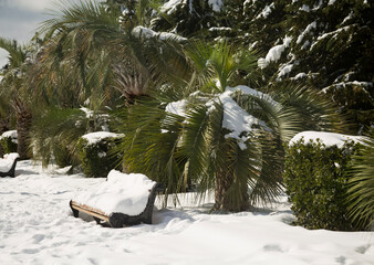 Batumi Boulevard is covered with snow. Rare snow in a subtropical climate. Snow Cyclone 2025
