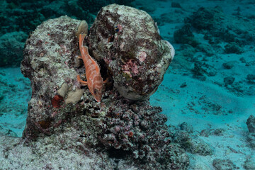 A red blacktip grouper (Epinephelus fasciatus), sitting on a reef in the national park of Surin in Thailand 