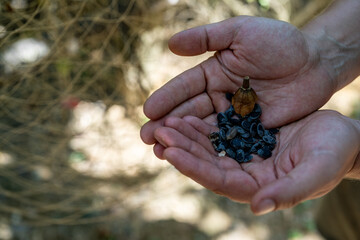 Hands holding seeds of pumpkin outdoor
