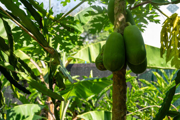 Papayas on a tree in a green garden