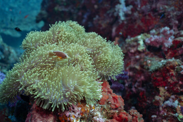 A Skunk Clownfish (Amphiprion Akallopisos) in a anemone facing the camera. Orange body with white stripe accross ist back