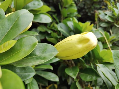 Solandra maxima vine grows from the genus Solandra also known as Golden Cup vine or Hawaiian Lily,