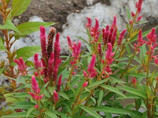 The cockscomb plant is used to treat nosebleeds, coughing up blood, vomiting blood and bleeding outside the uterus during menstruation, hemorrhoids, dysentery, diarrhea, urinary tract infections and g