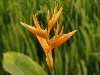 Obraz premium Benefits of Shrimp Clamp Ornamental Plants (Heliconia) Beautify the environment Absorb pollution Produce oxygen Habitat for wildlife