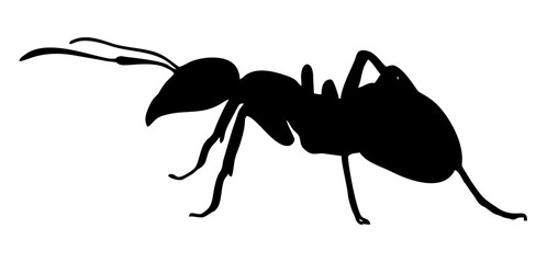 ant silhouette