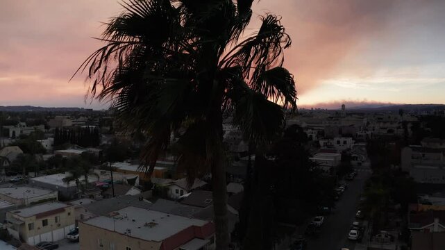 Low rising aerial shot over a palm tree with the Palisades Fire in the distance at sunset in Hollywood, California. 4K