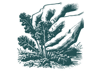 Kale Hand Drawn Illustration Sketch Vector Isolated