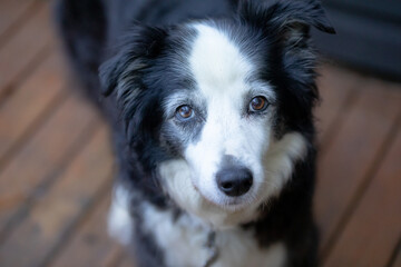 Close up portrait image of black and white Border Collie purebred dog with plain background