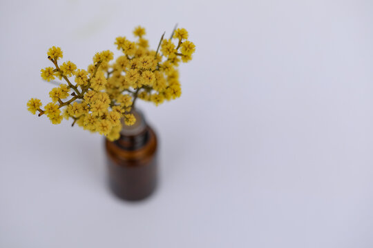 Basic white background image featuring small isolated amber glass vial with yellow wattle flowers