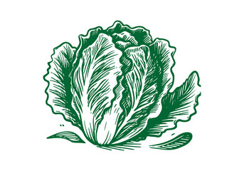 Lettuce Hand Drawn Illustration Sketch Vector Isolated