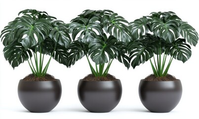 Fototapeta premium Three lush green monstera plants in modern round pots, set against a clean white background