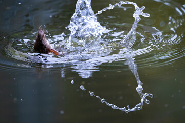 子ガモの尻尾の先に偶然出来た水しぶきのハート