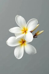 Fototapeta premium Delicate white frangipani bloom isolated on gray background, white flowers, frangipani