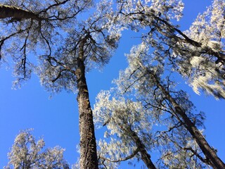 Tree canopy in the blue sky 