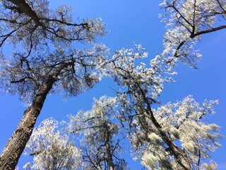 Tree branches against blue sky