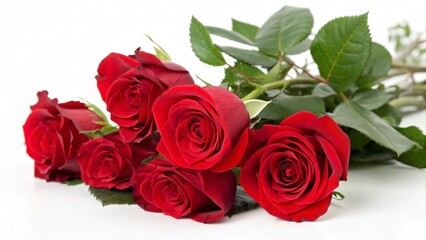Obraz premium red roses on white background
