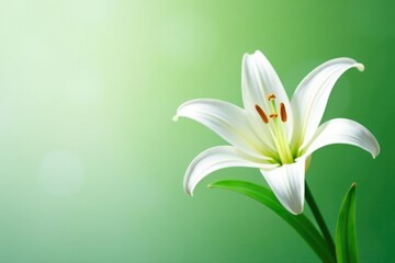 Fototapeta premium Delicate white lily blooms on a lush green stem, green, stems