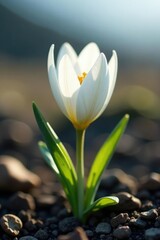Fototapeta premium Delicate white petals unfolding in the Arctic wind, arctic, dry soil
