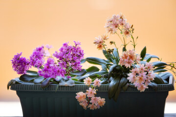 pink and purple flowers in the flower pot, house decoration close-up, window sill