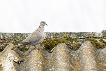 Streptopelia decaocto. Collared Turkish Turtle Dove. Pigeon on the roof.
