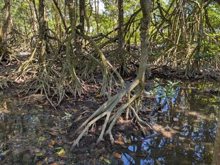 Above ground tangled roots in a mangrove forests 