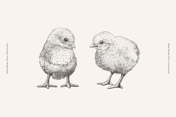 Two cute little chickens on a light background. Adorable nestling in engraving style. Domestic village birds, vector illustration.