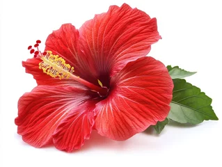 Papier peint photo Radiant hibiscus blossom in vibrant red hues against a pristine white backdrop showcasing nature beauty
