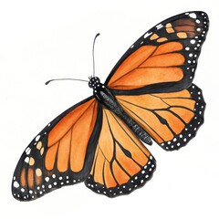 Fototapeta premium A detailed illustration of a Monarch butterfly showcasing vibrant orange and black wings, featuring intricate patterns and delicate antennae.