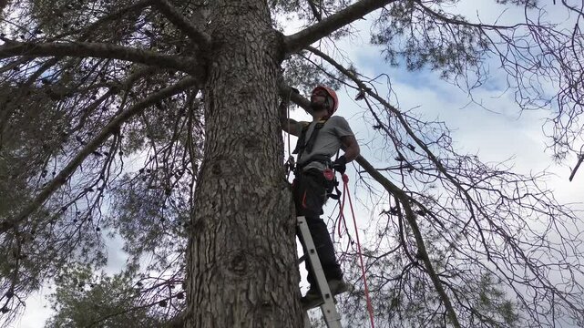 Rope access technician pruning branches of a large pine tree