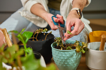 Woman using scissors to cut dried leaves from struggling plant in decorative flower pot. Gardener...