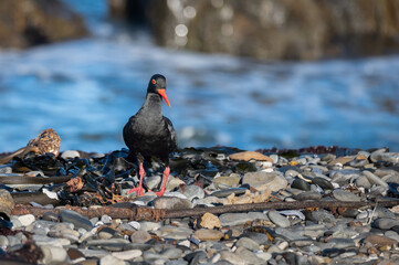 African Black Oystercatcher walking along a pebbled beach in the tidal zone
