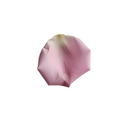 Fototapeta premium rose petals on white background