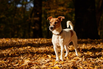 Dog standing in autumn park with colorful fallen leaves. Outdoor portrait of cute Jack Russell Terrier dog. Small dog walking in forest