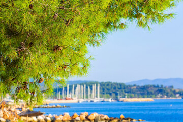 Obraz premium Pine forest tree by the sea in Halkidiki, Greece
