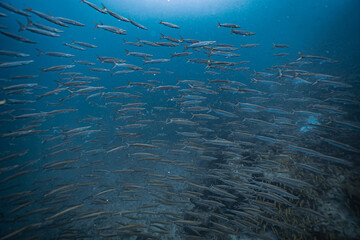 A school of barracuda underwater