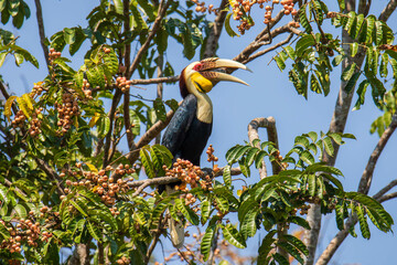 yellow billed hornbill