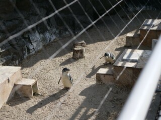 水族館で飼育されているペンギン