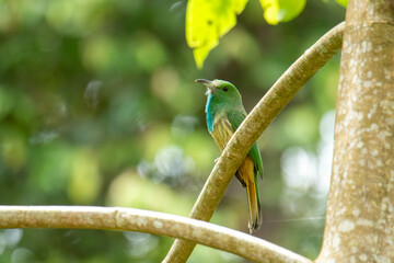 green parrot sitting on a branch