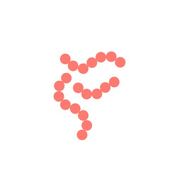 streptococcus pyogenes