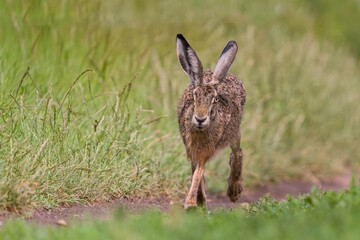 a hare runs along a dirt road towards the photographer. Lepus europaeus. Portrait of a european hare in its nature habitat. 