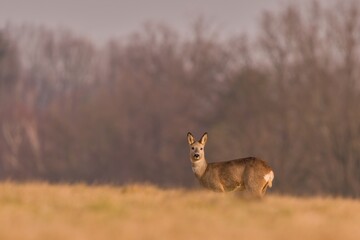 A roe stands on the horizon. POrtrait og a roe deer in its nature habitat. Capreolus capreolus.
