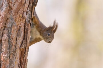 A european red squirrel clibs on a tree strain. Sciurus vulgaris. Portrait of a cute red squirrel. 
