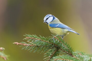 A cute blue tit sits on a spruce twig. Wildlife scene with a cute titmouse. Cyanistes caeruleus