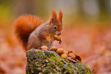 A european rerd squirrel sits on a stone and eats a nut. Sciurus vulgaris. Portrait of a cute red squirrel. 