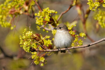 Ficedula hypoleuca. A female European pied flycatcher sits on a flowering tree. Song bird in the...