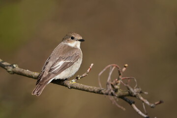 Ficedula hypoleuca. A female European pied flycatcher sits on the branch. Song bird in the natural...